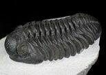 Phacops Trilobite - Mrakib, Morocco #21617-1